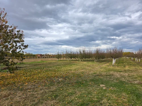 NÒVA Voćnjak šljiva - Gdje počinje putovanje naše šljivovice